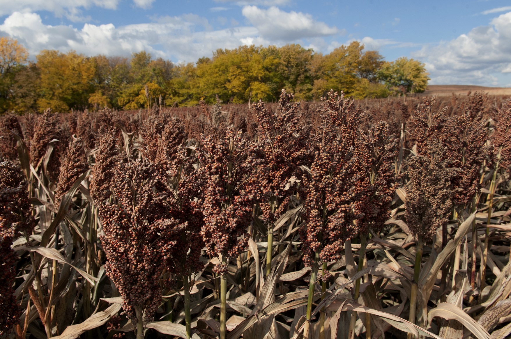 A field of red sorghum with a colorful fall forest in the background