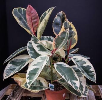 Ficus (variegated rubber tree)