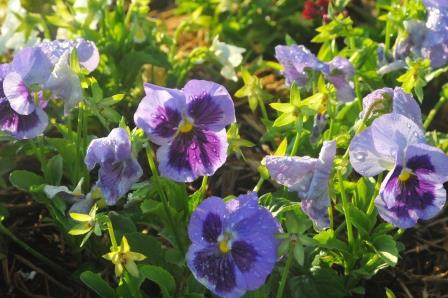 Pansy flower (note "face")