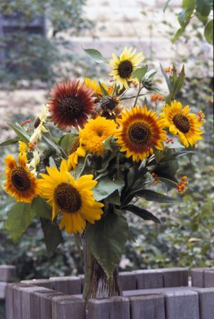 Assorted colors of sunflowers