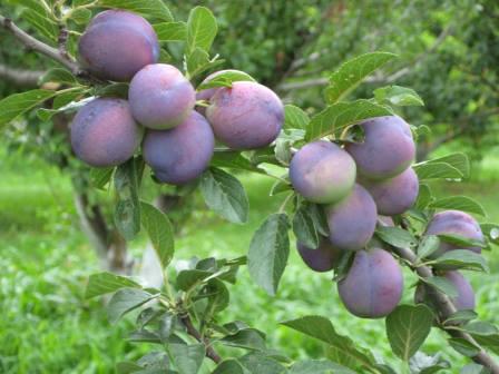 plum fruit and foliage