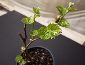 Grape plant with emerging foliage