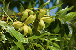 pecan foliage and nuts in husks