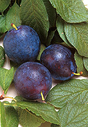 plum foliage and fruit