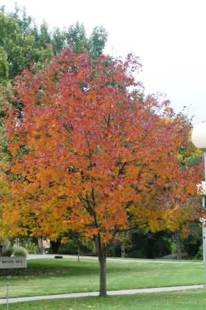 White ash tree with fall color