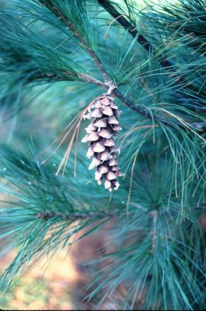 Eastern White Pine cone