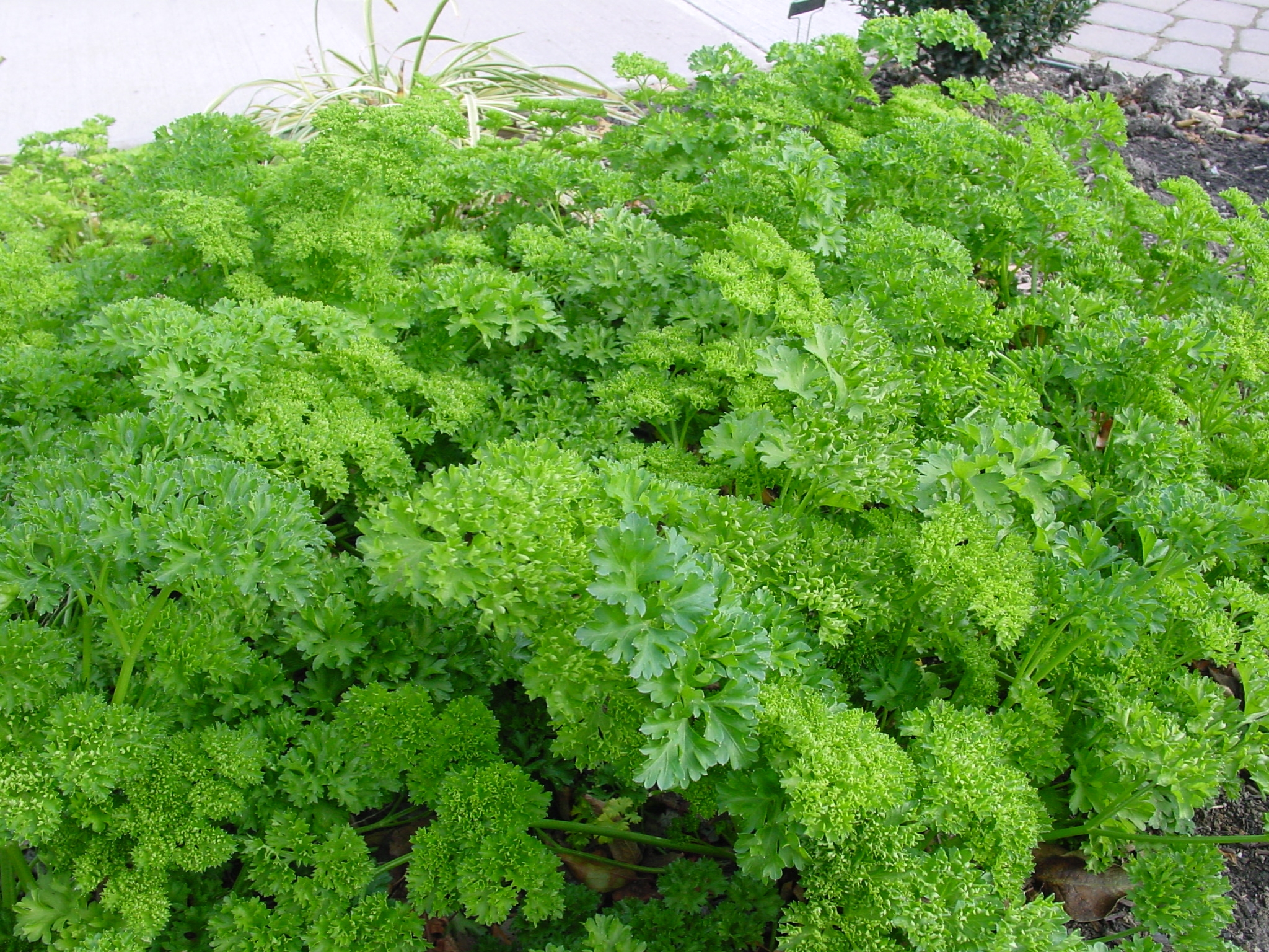 Parsley