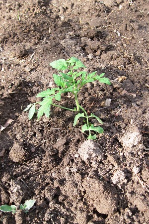 Small tomato plant