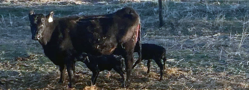 Angus Cow and Twin Calves Angus Cow and Twin Calves