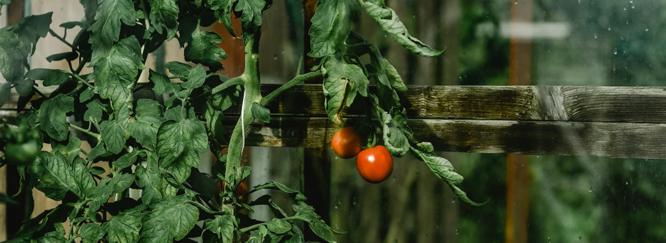 Vertical Tomato