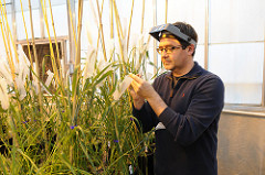 Akhunov looks at wheat