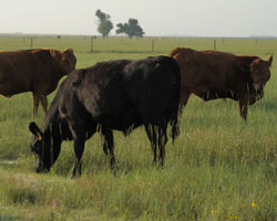 angus cattle