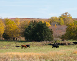 cattle in fall