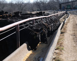 cattle feeding