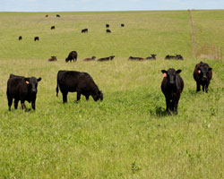 cattle on the prairie