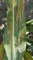 leaf streak disease