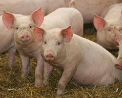 Swine Research and Kansas State University