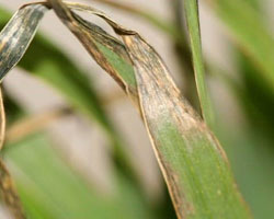 wheat freeze damage