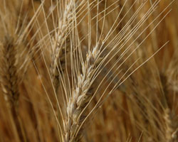 mature wheat