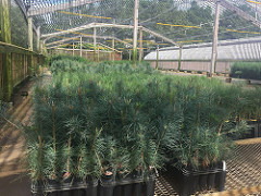 Conservation Tree Seedlings