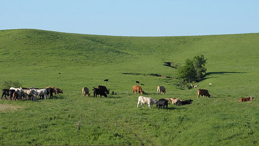 Cattle on Bluestem Prairie Cattle on Bluestem Prairie