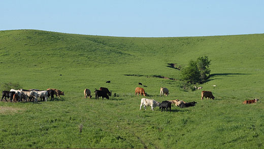 Cattle grazing, K-State Beef Stocker Field Day