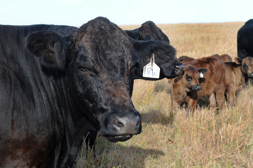 Cattle production meetings set for December