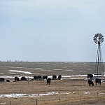 cattle-windmill