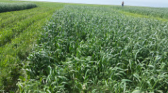 cover crops in Hays