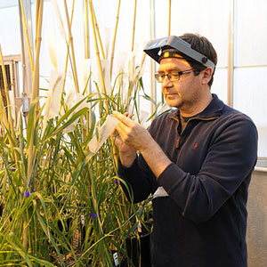 Eduard Akhunov, professor of plant pathology and wheat genomics, Kansas State University