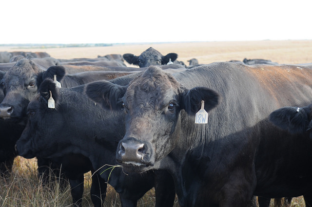 The 2018 5-State Beef Conference is Nov. 13 in Greensburg, Kansas.
