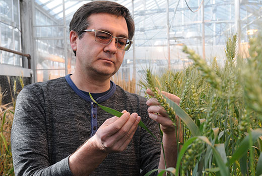 Eduard Akhunov in K-State greenhouse