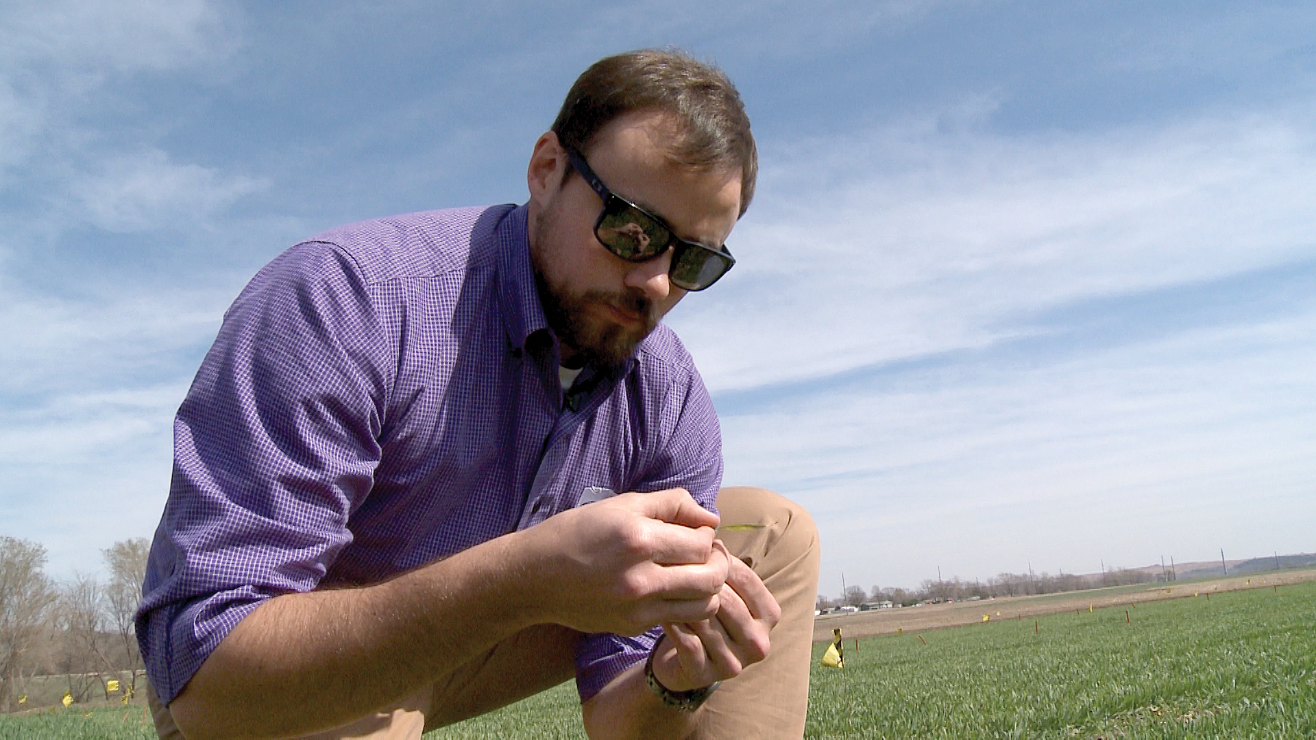 Romulo Lollato examines wheat in a field