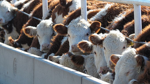 Cattle at feed bunk, Kansas feedlot