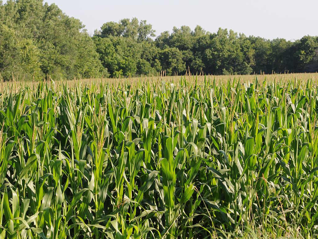 Kansas corn field