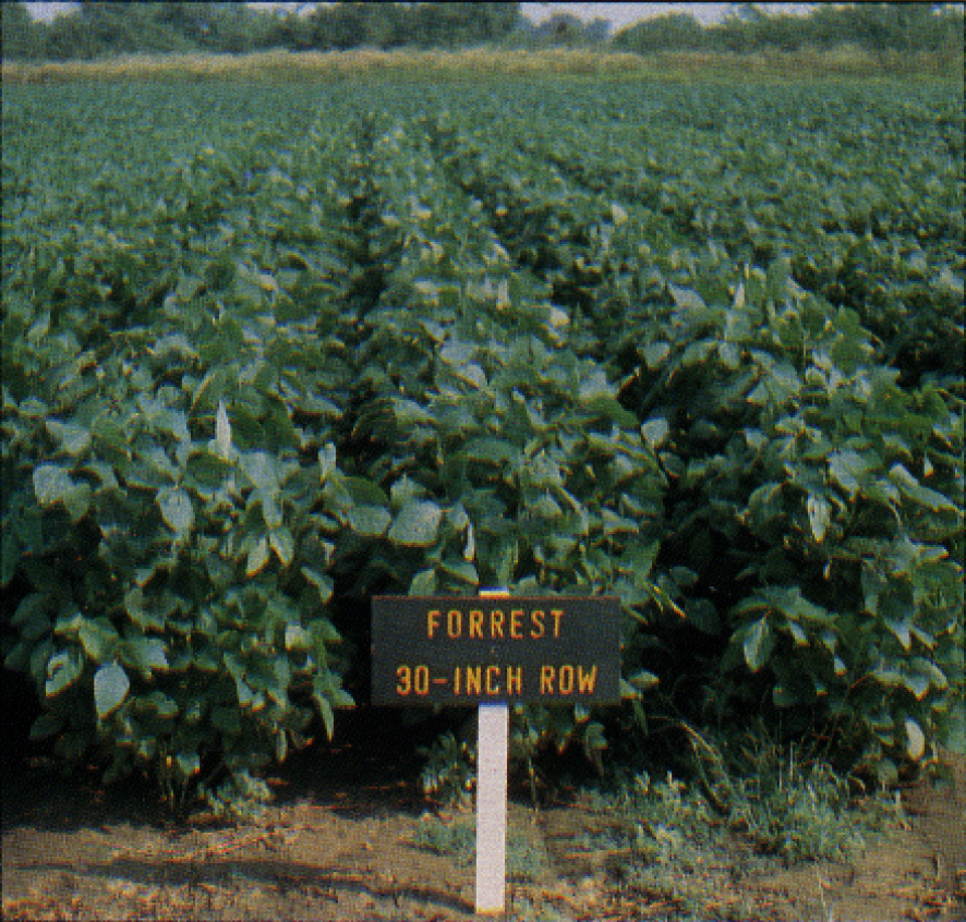 KAES Soybean Field 1985