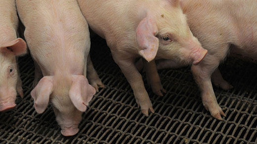 Pigs in a pen, feeding