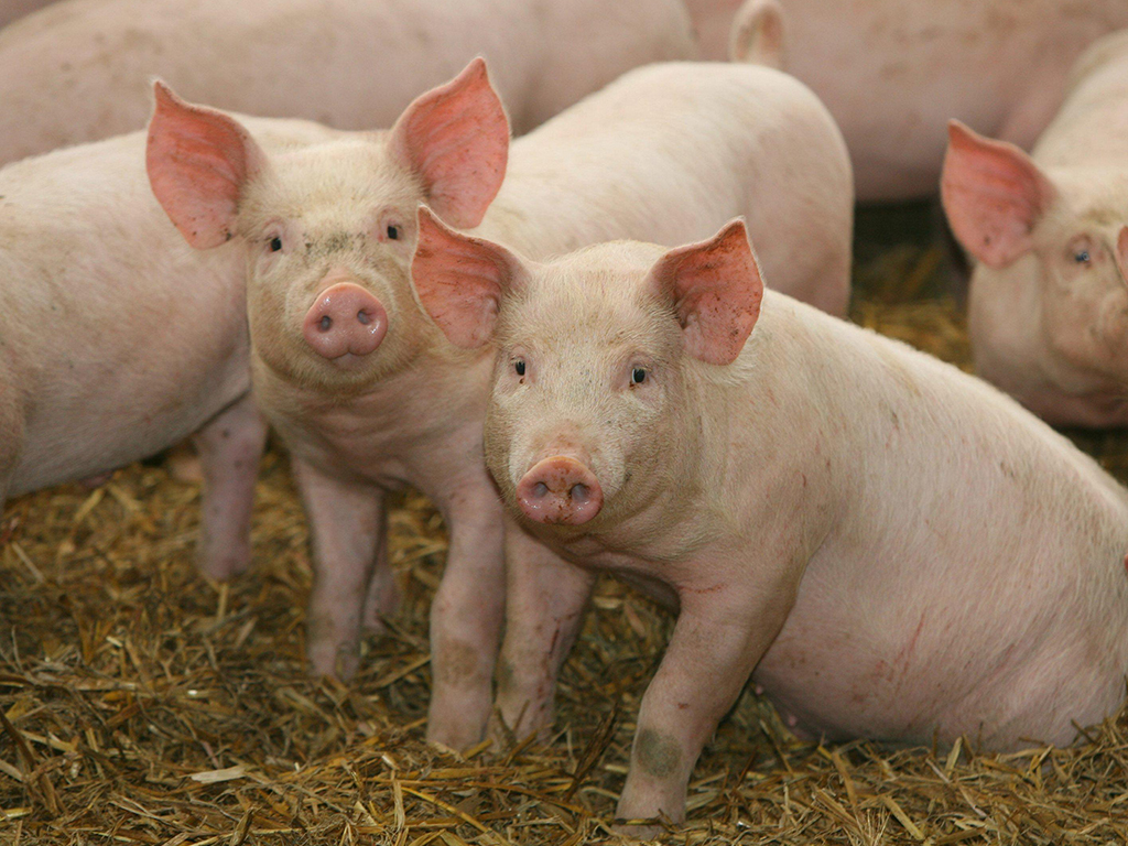Cute pigs in a pen Cute pigs in a pen