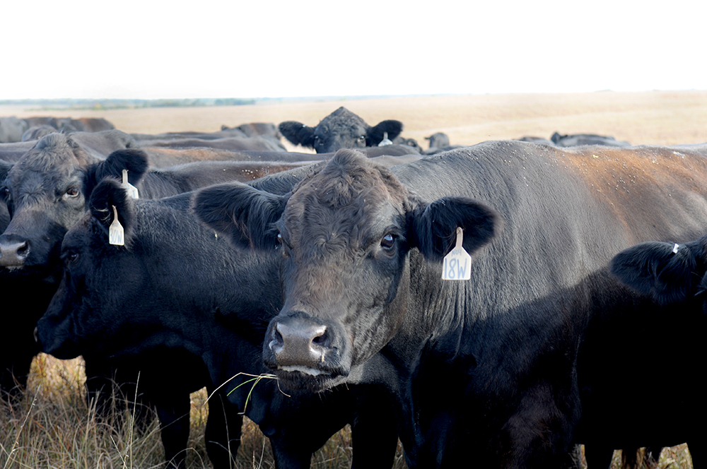 stocker cattle on pasture