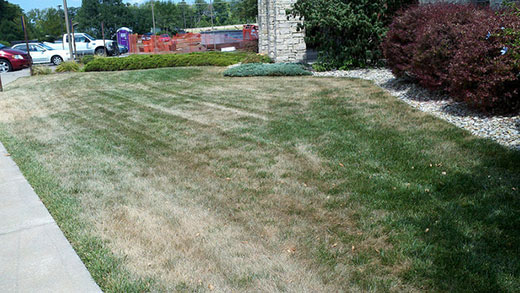 Drought-stressed lawn, overseeding
