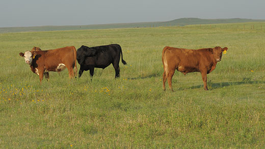 Steers on grass, Kansas prairie