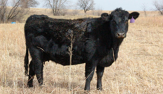 Beef Cattle Institute, Cow Depreciation