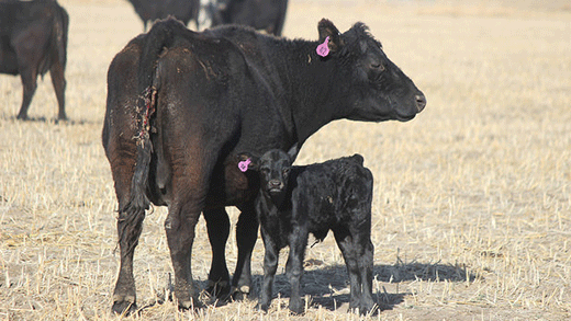 Cow-calf pair on grazingland