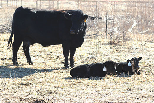 angus cow and two calves