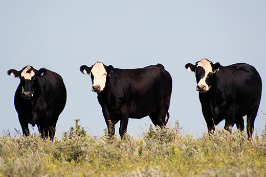 baldy cows feeding on grass