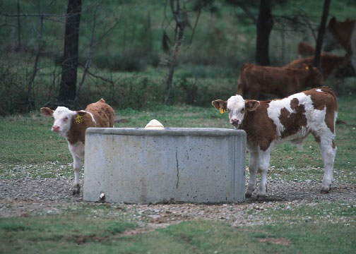 Calves gathering around a cattle waterer Calves gathering around a cattle waterer