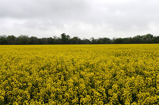 yellow canola field in kansas with gray sky