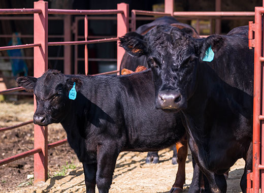 Black cow-calf pair