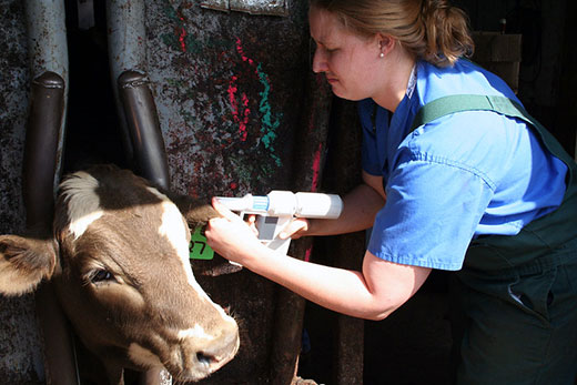 Woman applying implant to calf in chute