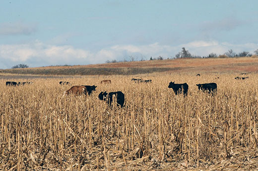 Cows in corn field grazing residues, blue sky